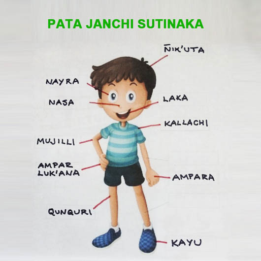 partes del cuerpo humano